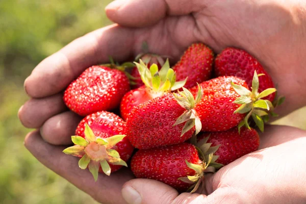 Beaucoup de fraises à portée de main, se concentrer sur les fraises. — Photo
