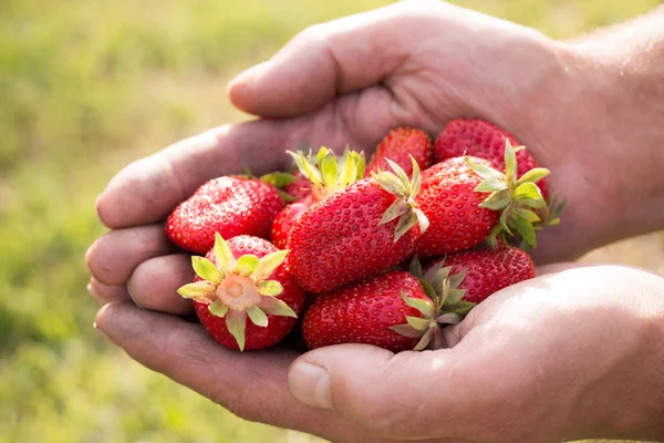 Bir sürü çilek var, çileğe odaklan..