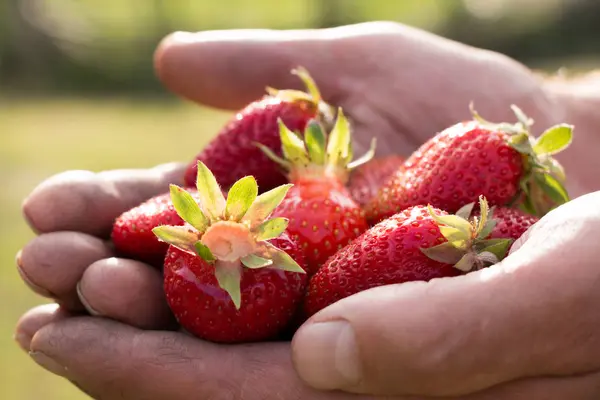 Bir sürü çilek var, çileğe odaklan..