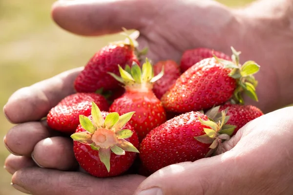 Beaucoup de fraises à portée de main, se concentrer sur les fraises. — Photo