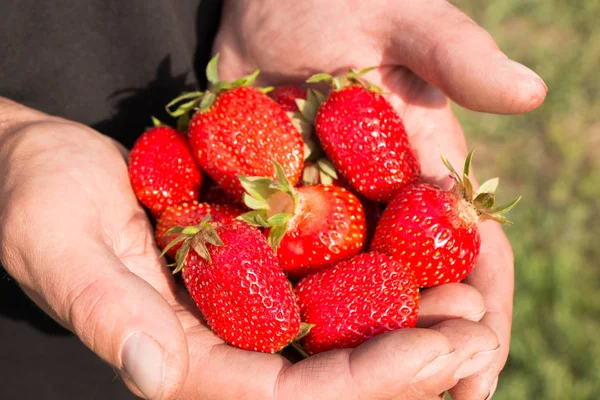 Beaucoup de fraises à portée de main, se concentrer sur les fraises. — Photo