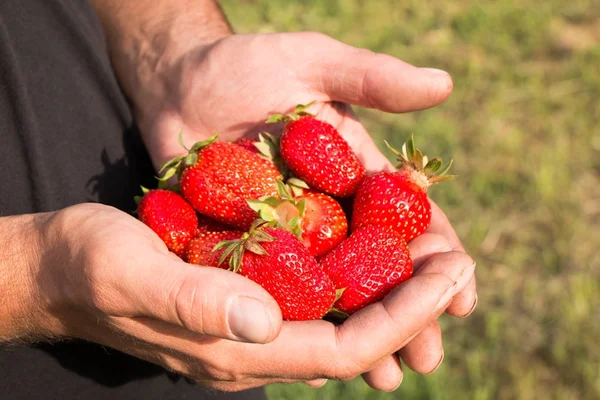 Bir sürü çilek var, çileğe odaklan..