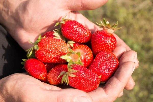 Bir sürü çilek var, çileğe odaklan..