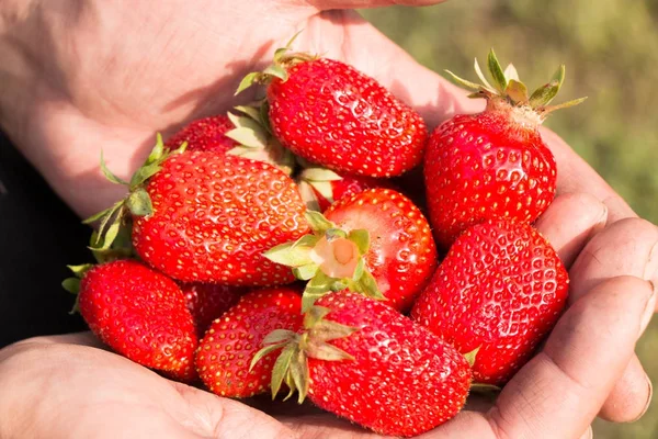 Beaucoup de fraises à portée de main, se concentrer sur les fraises. — Photo