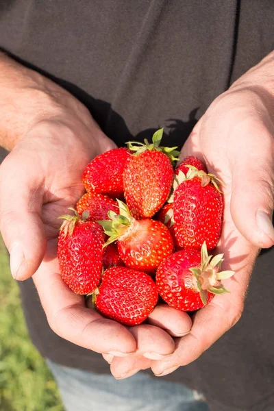 Bir sürü çilek var, çileğe odaklan..