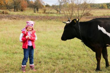 Güzel küçük bir kız siyah inek zincirinde yakınındaki çayır üzerinde duruyor.