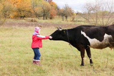 Güzel küçük bir kız siyah inek zincirinde yakınındaki çayır üzerinde duruyor.