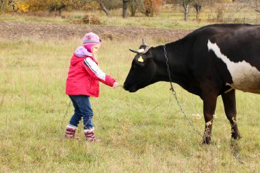 Güzel küçük bir kız siyah inek zincirinde yakınındaki çayır üzerinde duruyor.