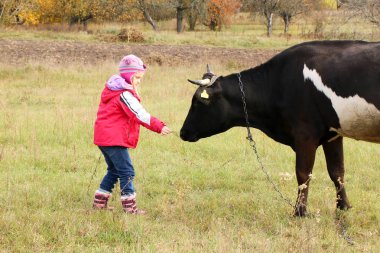 Güzel küçük bir kız siyah inek zincirinde yakınındaki çayır üzerinde duruyor.