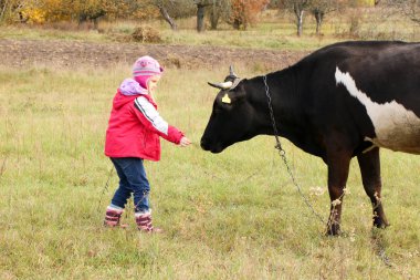 Güzel küçük bir kız siyah inek zincirinde yakınındaki çayır üzerinde duruyor.