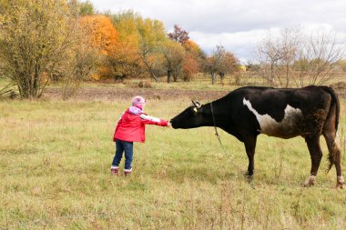 Güzel küçük bir kız siyah inek zincirinde yakınındaki çayır üzerinde duruyor.