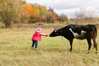 Güzel küçük bir kız siyah inek zincirinde yakınındaki çayır üzerinde duruyor.