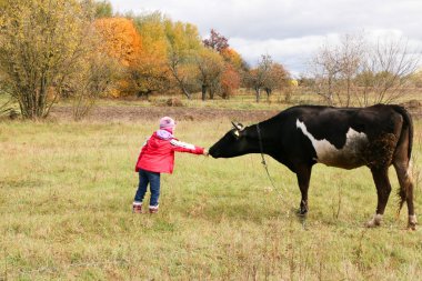 Güzel küçük bir kız siyah inek zincirinde yakınındaki çayır üzerinde duruyor.