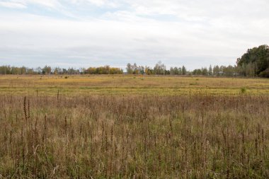 Sonbahar manzara. Sonbahar orman üzerinde kara bulutlar. Sararmış çim sahada.