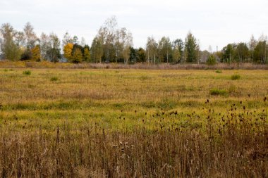 Sonbahar manzara. Sonbahar orman üzerinde kara bulutlar. Sararmış çim sahada.