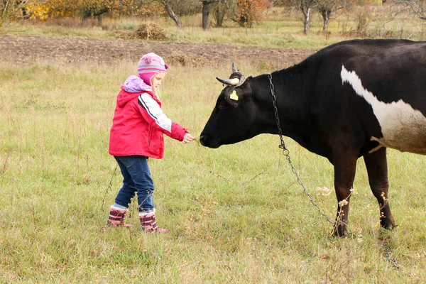Piękna mała dziewczynka stoi na łące w pobliżu czarnej krowy na łańcuch. — Zdjęcie stockowe