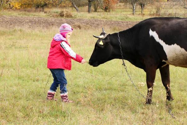Piękna mała dziewczynka stoi na łące w pobliżu czarnej krowy na łańcuch. — Zdjęcie stockowe