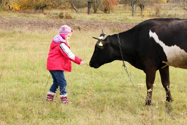 Beautiful little girl stands on meadow near black cow on chain. — Stock Photo, Image