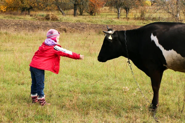 Hermosa niña se para en el prado cerca de vaca negra en cadena . —  Fotos de Stock