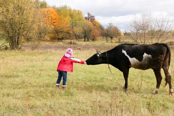 Güzel küçük bir kız siyah inek zincirinde yakınındaki çayır üzerinde duruyor.