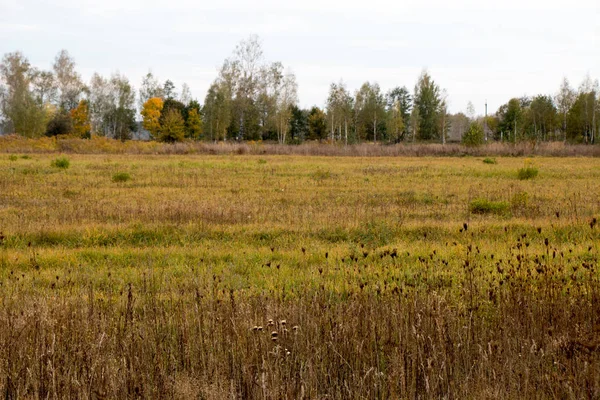 Sonbahar manzara. Sonbahar orman üzerinde kara bulutlar. Sararmış çim sahada.