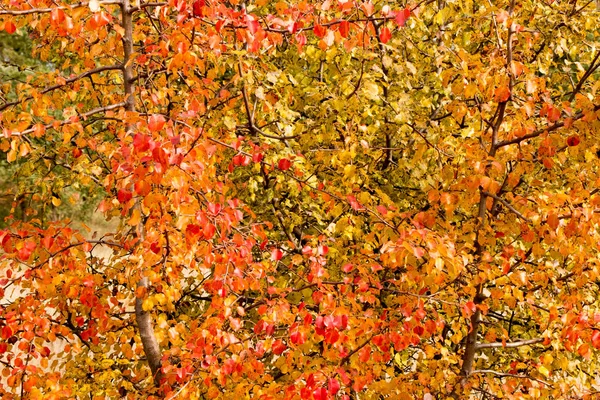 Zweig einer wilden Birne mit roten Blättern gegen den Himmel — Stockfoto