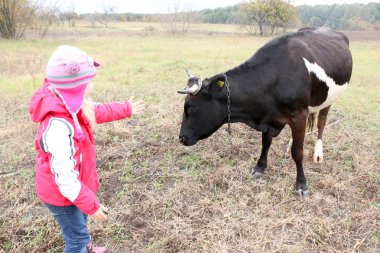 Güzel küçük bir kız siyah inek zincirinde yakınındaki çayır üzerinde duruyor.