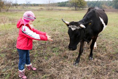 Güzel küçük bir kız siyah inek zincirinde yakınındaki çayır üzerinde duruyor.