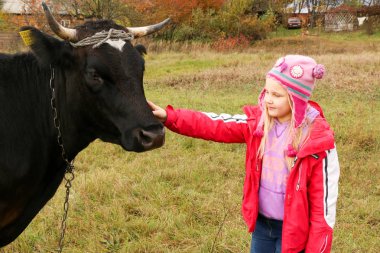 Güzel küçük bir kız siyah inek zincirinde yakınındaki çayır üzerinde duruyor.