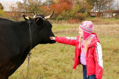 Güzel küçük bir kız siyah inek zincirinde yakınındaki çayır üzerinde duruyor.