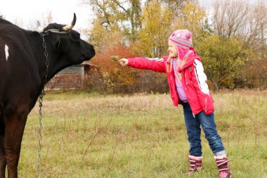 Güzel küçük bir kız siyah inek zincirinde yakınındaki çayır üzerinde duruyor.