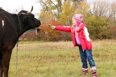 Güzel küçük bir kız siyah inek zincirinde yakınındaki çayır üzerinde duruyor.