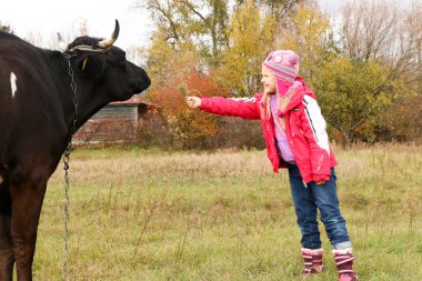 Güzel küçük bir kız siyah inek zincirinde yakınındaki çayır üzerinde duruyor.