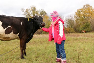 Güzel küçük bir kız siyah inek zincirinde yakınındaki çayır üzerinde duruyor.