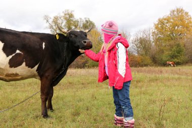 Güzel küçük bir kız siyah inek zincirinde yakınındaki çayır üzerinde duruyor.