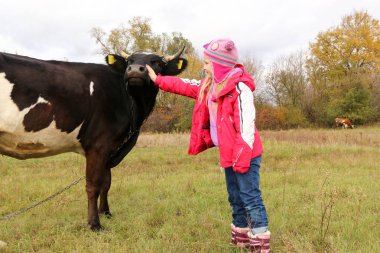 Güzel küçük bir kız siyah inek zincirinde yakınındaki çayır üzerinde duruyor.