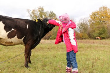 Güzel küçük bir kız siyah inek zincirinde yakınındaki çayır üzerinde duruyor.