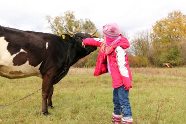 Güzel küçük bir kız siyah inek zincirinde yakınındaki çayır üzerinde duruyor.