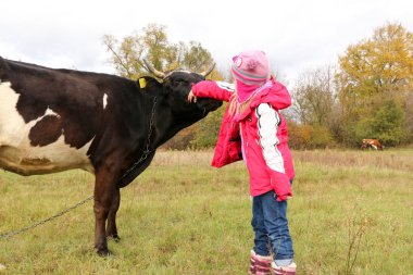 Güzel küçük bir kız siyah inek zincirinde yakınındaki çayır üzerinde duruyor.