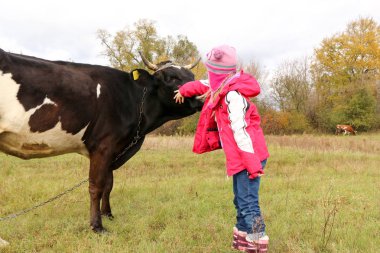 Güzel küçük bir kız siyah inek zincirinde yakınındaki çayır üzerinde duruyor.