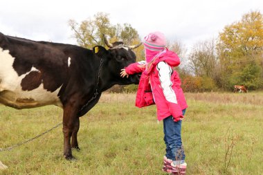 Güzel küçük bir kız siyah inek zincirinde yakınındaki çayır üzerinde duruyor.