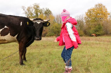 Güzel küçük bir kız siyah inek zincirinde yakınındaki çayır üzerinde duruyor.