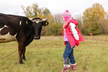 Güzel küçük bir kız siyah inek zincirinde yakınındaki çayır üzerinde duruyor.