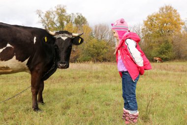 Güzel küçük bir kız siyah inek zincirinde yakınındaki çayır üzerinde duruyor.