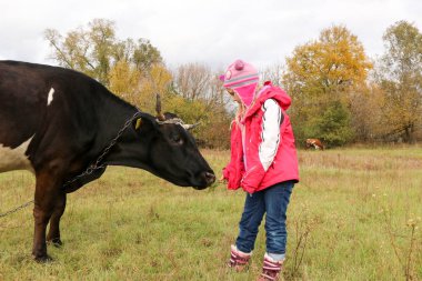 Güzel küçük bir kız siyah inek zincirinde yakınındaki çayır üzerinde duruyor.