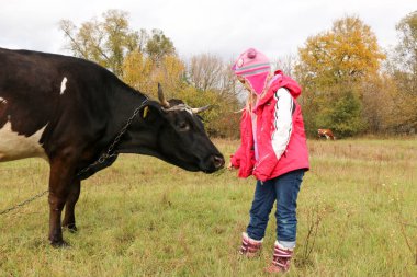 Güzel küçük bir kız siyah inek zincirinde yakınındaki çayır üzerinde duruyor.