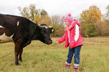 Güzel küçük bir kız siyah inek zincirinde yakınındaki çayır üzerinde duruyor.