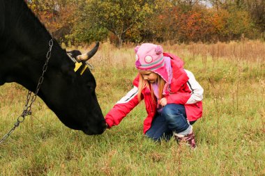 Güzel küçük bir kız siyah inek zincirinde yakınındaki çayır üzerinde duruyor.