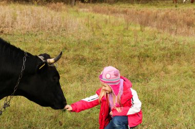 Güzel küçük bir kız siyah inek zincirinde yakınındaki çayır üzerinde duruyor.