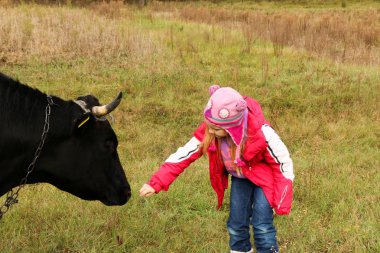 Güzel küçük bir kız siyah inek zincirinde yakınındaki çayır üzerinde duruyor.
